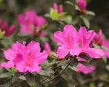 Fleurs roses vives d'une azalée du Japon, avec des pétales délicats et des taches plus foncées au centre.