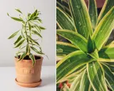 Dracena odwrócona w terakotowej doniczce, z bliska widać jej zielono-żółte liście z kroplami wody.