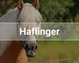 Ein Haflinger-Pferd mit heller Mähne. Diese Rasse ist bekannt für ihre Langlebigkeit; wie alt werden Haflinger?