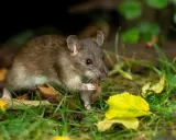 Un rat brun se cache dans l'herbe et les feuilles mortes. Apprenez comment se débarrasser des rats pour protéger votre jardin.