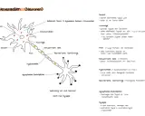 Schema einer Nervenzelle mit Dendriten, Axon und synaptischem Endknöpfchen. Die Verbindung zweier Neuronen, die interneuronale Synapse, wird gezeigt.