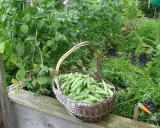 Un panier débordant de petits pois frais, prêt pour la récolte. Une belle illustration de comment planter des petits pois pour un jardin productif.
