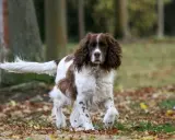 Un chien anglais, un Springer, court dans les feuilles d'automne.