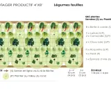 Plan de potager productif avec légumes feuilles : bette, laitue, chou kale, roquette, persil, épinard. Idéal pour la rotation culture potager.