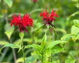 Two vibrant red bee balm flowers bloom in summer, their spiky petals reaching towards the sun.