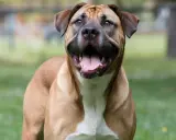 Un chien brun et blanc avec la gueule ouverte, debout sur l'herbe.
