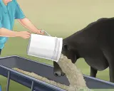 A person pours feed into a trough for a black cow, illustrating prevention of nitrate poisoning in cattle.