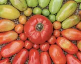 Un assortiment de tomates de différentes tailles et couleurs, du rouge vif au jaune pâle, avec quelques poivrons verts. La tomate fruit ou légume est au centre.