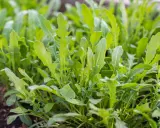 Frisch grüne Rucola Pflanzen wachsen dicht im Boden. Die Blätter sind gezackt und bereit für die Ernte.