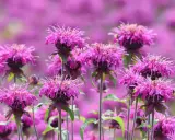 A bee visits a vibrant pink bee balm flower, thriving in the sun. The field of bee balm flowers stretches into a soft purple blur.