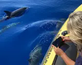 Frau fotografiert Madeira Delfine vom Boot aus. Mehrere Delfine schwimmen im tiefblauen Wasser.