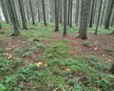 I en grönskande skog med höga träd syns många gula kantareller bland mossa och lingonris. En perfekt plats att leta efter svamp!