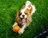 Uśmiechnięty king charles cavalier leży na trawie obok pomarańczowej zabawki w kształcie dyni.