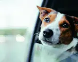 Radosny piesek wychyla głowę przez okno samochodu, jakby był lokomotywą dla psa, ciesząc się podróżą i widokami.