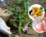Domowe sposoby nawożenia pomidorów: wykorzystaj resztki organiczne i oszczędzaj!