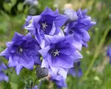Fleurs bleues en forme d'étoile, parfaites comme fleurs à planter en ce moment pour égayer votre jardin.