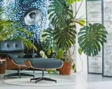 Monstera w brązowej doniczce, obok czarnego fotela i lampy. Idealna doniczka do monstery powinna być przestronna.