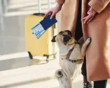 Mops w szelkach czeka na lot z psem. W tle żółta walizka i bilety lotnicze.
