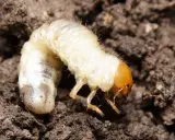 A plump, white larva with a brown head and tiny legs burrows into dark soil.