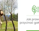 Przycięte pnie drzew i młode drzewka na tle zieleni. Grafika z logo Generalnej Dyrekcji Ochrony Środowiska i pytaniem: "Jak prawidłowo przycinać gałęzie drzew?".
