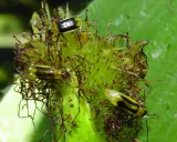Several corn rootworm beetles are clustered on a green plant part, their yellow and black stripes visible.