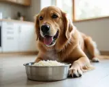 Złoty retriever leży obok miski z ryżem, zastanawiając się, czy pies może jeść ryż.