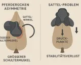 Pferderücken-Asymmetrie mit Sattelzwang: Ungleichmäßige Schultermuskeln und Sattelwinkel führen zu Druckpunkten und Instabilität.