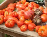 Un assortiment de tomates, certaines de forme allongée, d'autres rondes et côtelées, dont une variété de tomate qui résiste au mildiou.