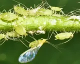 Un essaim de pucerons verts sur une tige de plante. Ces nuisibles sont un fléau pour les jardins, il faut agir contre les pucerons sur les plantes.