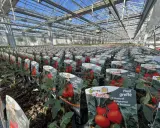 Des plants de tomates greffées prêts à être plantés dans une serre. Apprenez comment planter des tomates pour un rendement optimal.