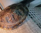 Twój żółw rośnie? Tempo wzrostu i klucz do zdrowego pancerza