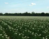 Champ de pommes de terre en fleurs, prêt pour la récolte. La question de savoir combien de temps après floraison récolter la pomme de terre est cruciale.