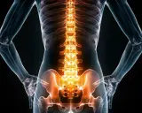 Anatomia kręgosłupa z podświetlonym odcinkiem lędźwiowym, sugerującym wzmocnienie mięśni kręgosłupa lędźwiowego.