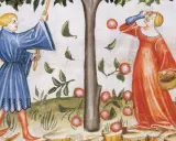 Zwei Frauen im Mittelalter pflücken Äpfel von einem Baum. Eine Frau in Blau schüttelt den Baum, die andere in Rot sammelt die Früchte in einem Korb.