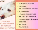 Mon chien de 14 ans ne tient plus sur ses pattes. Causes possibles : faiblesse musculaire, arthrose, ou autre maladie.