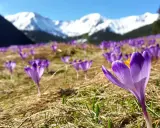 Fioletowe krokusy kwitną na polanach w Tatrach, a w tle widać ośnieżone szczyty.