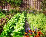 Un potager luxuriant, idéal pour un plan potager 20m2, avec des rangées de laitues, de bettes et de fleurs colorées devant un mur de briques.