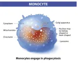 Monocyty to białe krwinki, które pochłaniają patogeny. Widoczny jest ich jądro, mitochondria i cytoplazma.