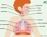 Schema der Atemwege mit Lunge. Bei Asthma können die Bronchien sich verengen, was zu Lungenschmerzen führt.