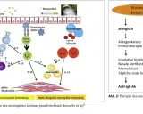 Schema zeigt eosinophile Entzündung bei Asthma: Allergene aktivieren Zellen, die zu TH2-Zellen und Eosinophilen führen. Abb. 2 zeigt Therapieansätze.