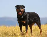Un magnifique chien rottweiler, au poil noir et brun, se tient fièrement dans un champ d'herbes hautes, la langue pendante et un sourire aux lèvres.