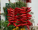 Des piments d'Espelette rouges, séchant en guirlandes, évoquent la richesse de leur culture.