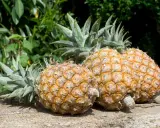 Trois ananas mûrs reposent sur du bois brut, leurs couronnes vertes pointant vers le ciel. Ils illustrent comment pousse un ananas, fruit tropical aux écailles dorées.