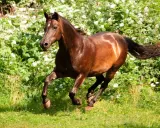 Braunes Pferd galoppiert durch blühende Wiese. Ein schönes Beispiel für verschiedene Pony Rassen in Aktion.