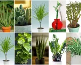 Kolekcja zielonych liściastych kwiatów doniczkowych: aloes, kaktusy, dracena, bambus szczęścia, grubosz, epipremnum, sansewieria, zamiokulkas, zielistka.