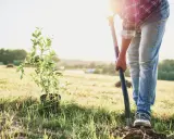 Słońce zachodzi, a Ty zastanawiasz się, kiedy przesadzać borówki. Właśnie teraz, z łopatą w dłoni, przygotowujesz miejsce dla nowej sadzonki.