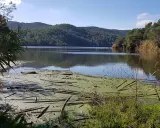 Un lago sereno en el parc del Foix, con vegetación flotante y colinas boscosas al fondo bajo un cielo azul.
