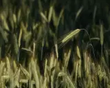 Kłosy zboża na polu, które może być podzielone na mniejsze niż 30 arów działki rolne.