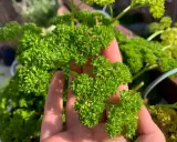 Main d'une personne tenant un bouquet de persil frisé luxuriant, prêt à semer du persil pour un jardin aromatique.