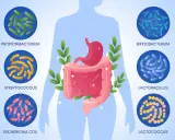 Il microbiota è l'insieme di microrganismi che vivono nel nostro corpo, come batteri (Propionibacterium, Bifidobacterium, Lactobacillus, Streptococcus, Escherichia coli, Lactococcus) e altri, essenziali per la salute intestinale.